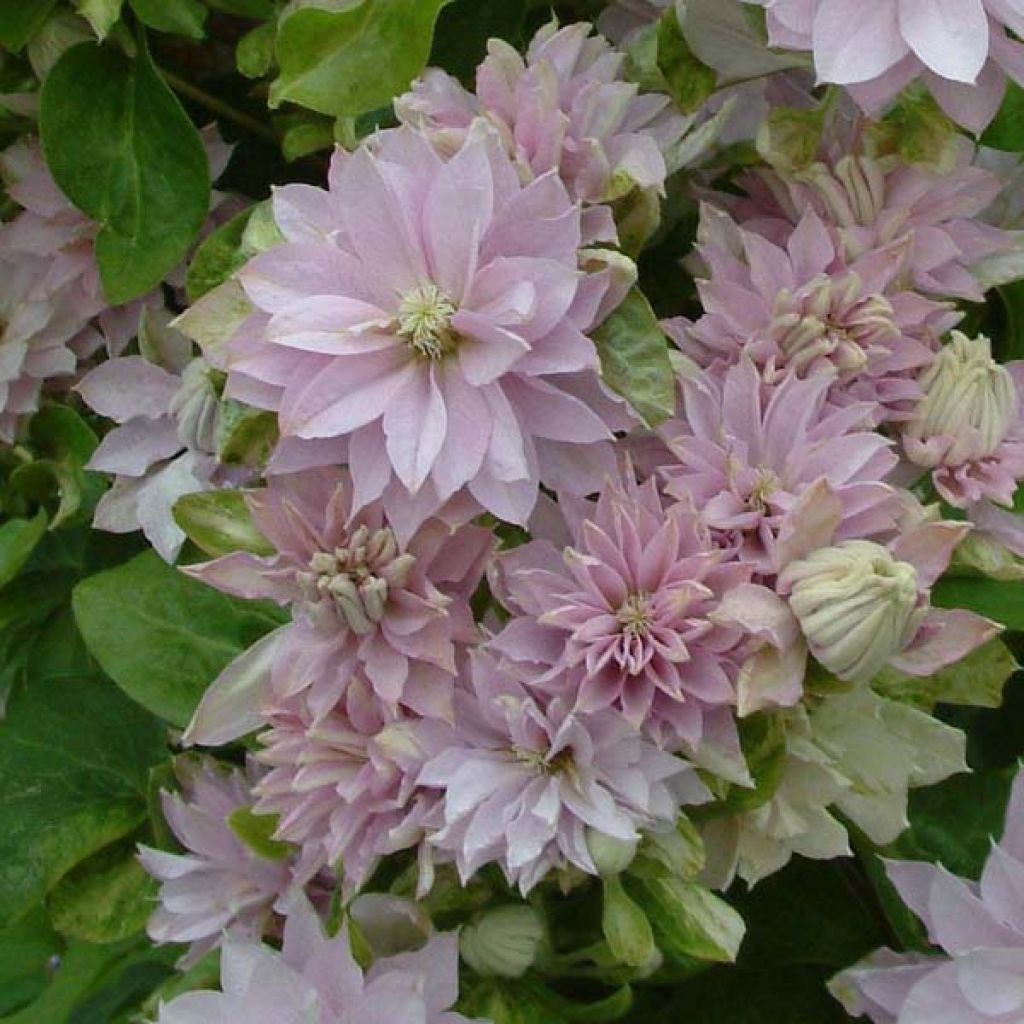 Clématite - Clematis Dancing Queen