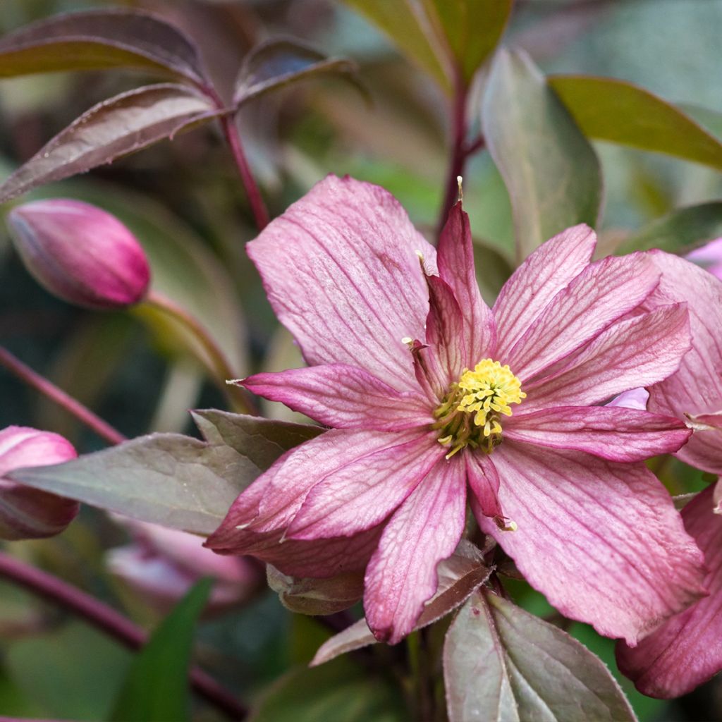 Clematis montana Sunrise - Berg-Waldrebe