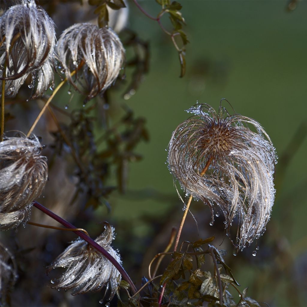 Clématite des montagnes - Clematis montana Sunrise