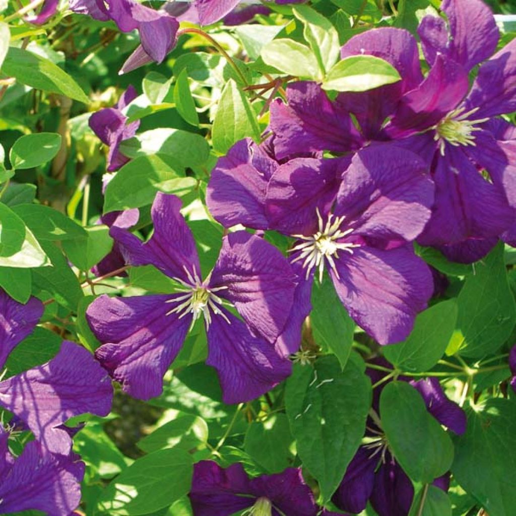 Waldrebe Etoile violette - Clematis