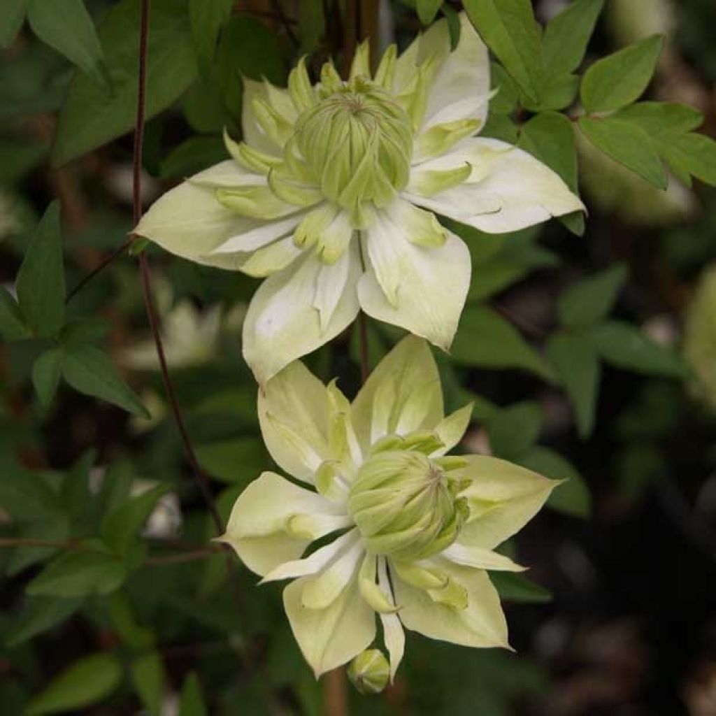 Clematis florida alba plena - Waldrebe