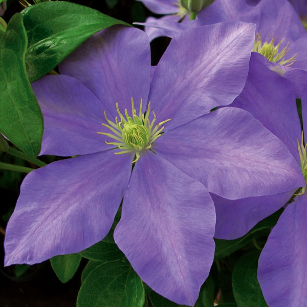 Waldrebe Fuji Musume - Clematis