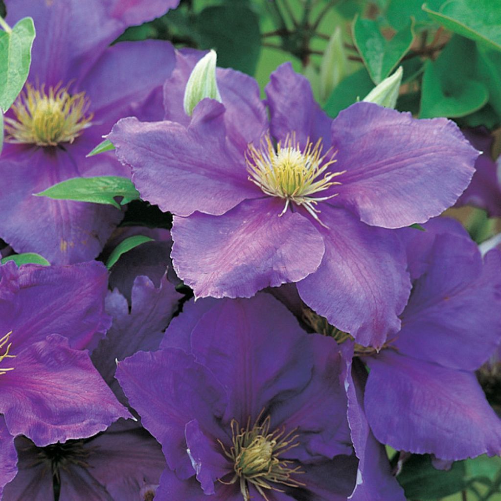 Clématite - Clematis Général Sikorski