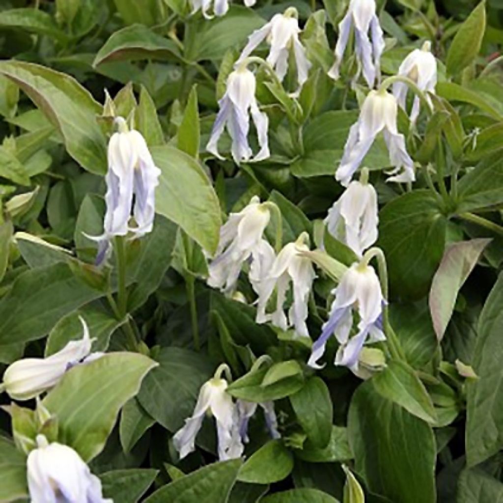 Clematis integrifolia Hakuree - Stauden-Waldrebe