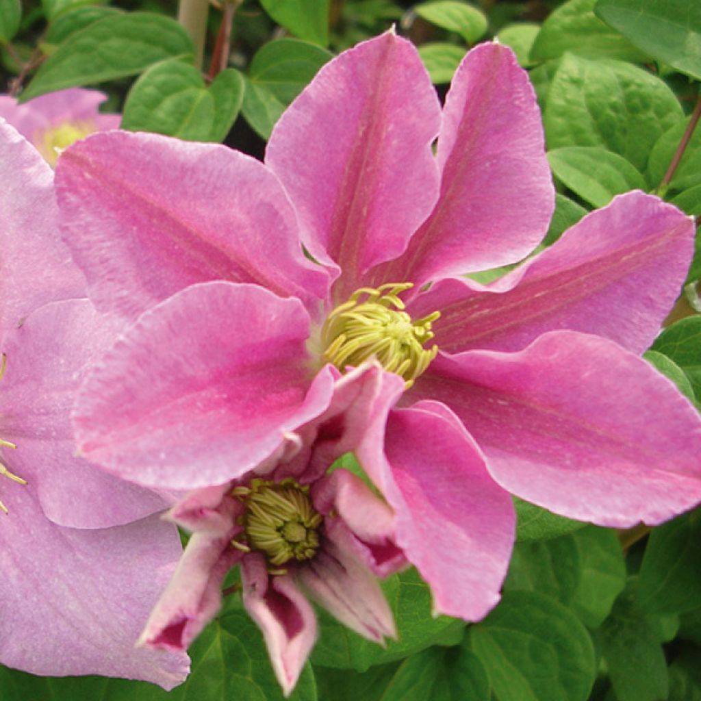 Waldrebe Hanagurama - Clematis