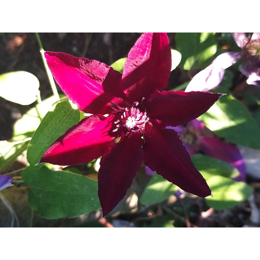 Waldrebe Huvi - Clematis