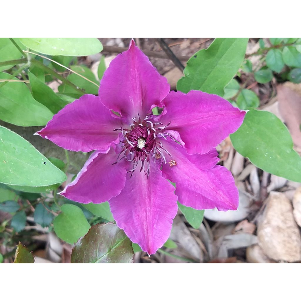 Waldrebe Huvi - Clematis