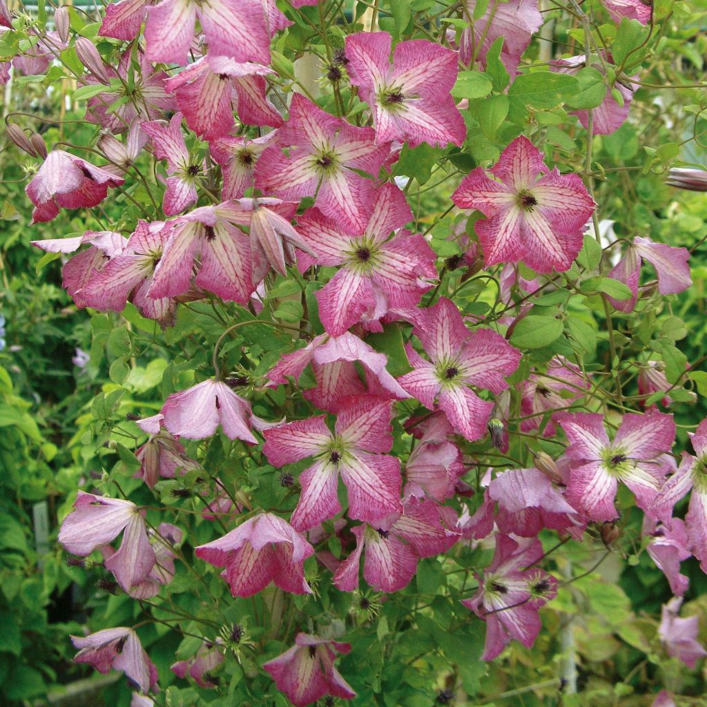 Clematis viticella I am Happy - Waldrebe