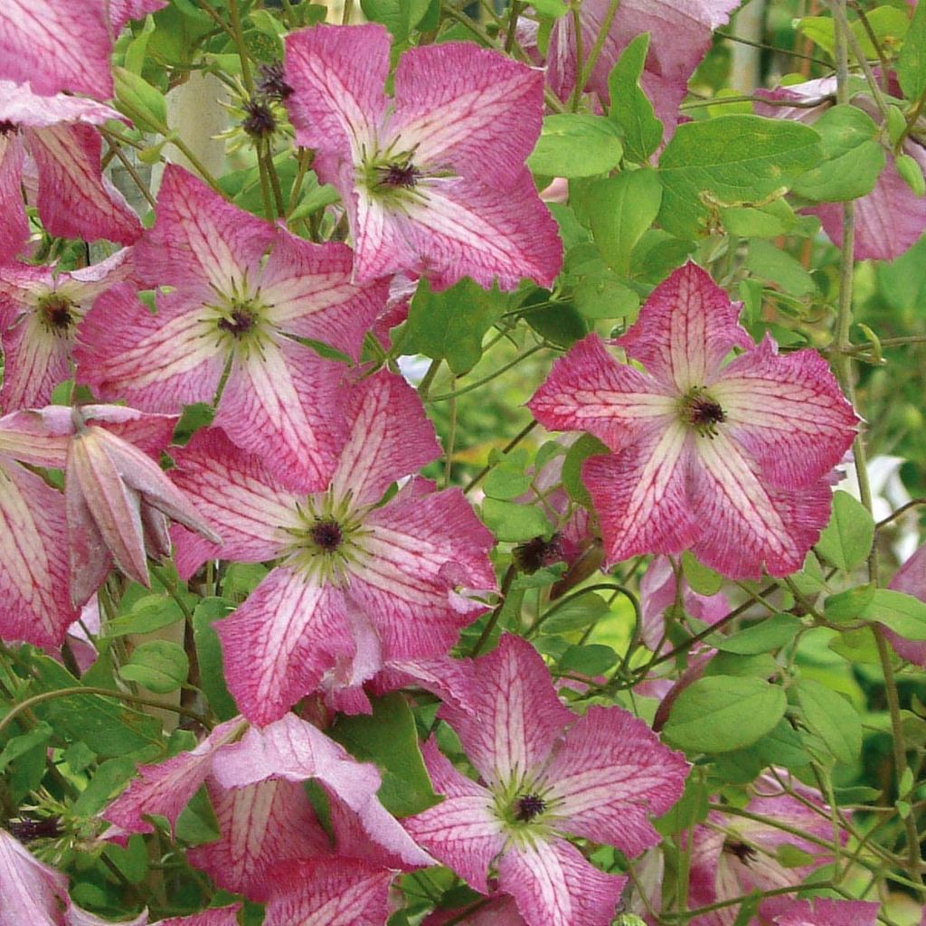 Clematis viticella I am Happy - Waldrebe