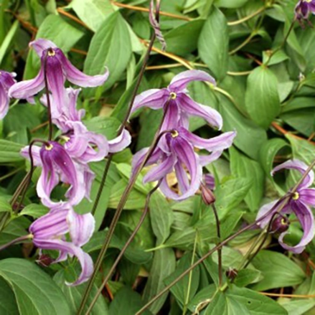 Clematis integrifolia Rosea - Stauden-Waldrebe