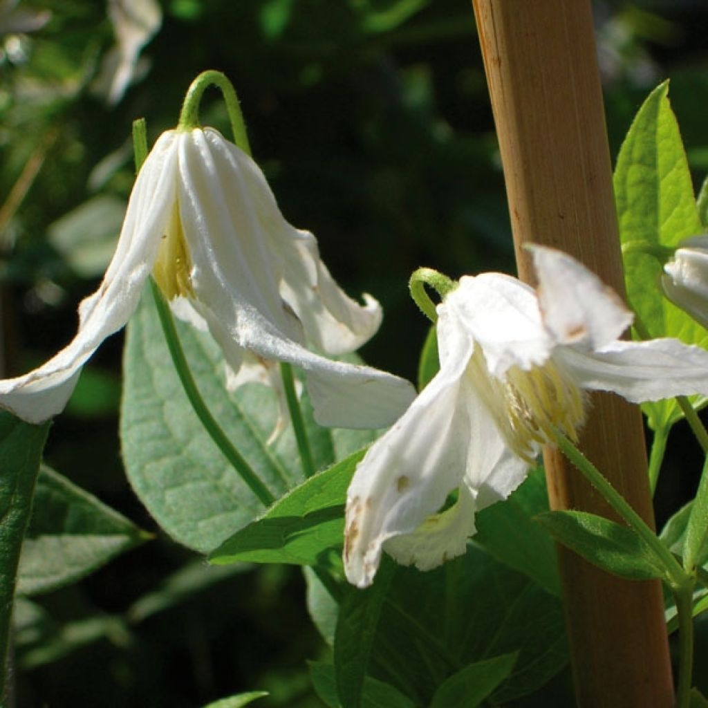 Clematis integrifolia Alba - Stauden-Waldrebe