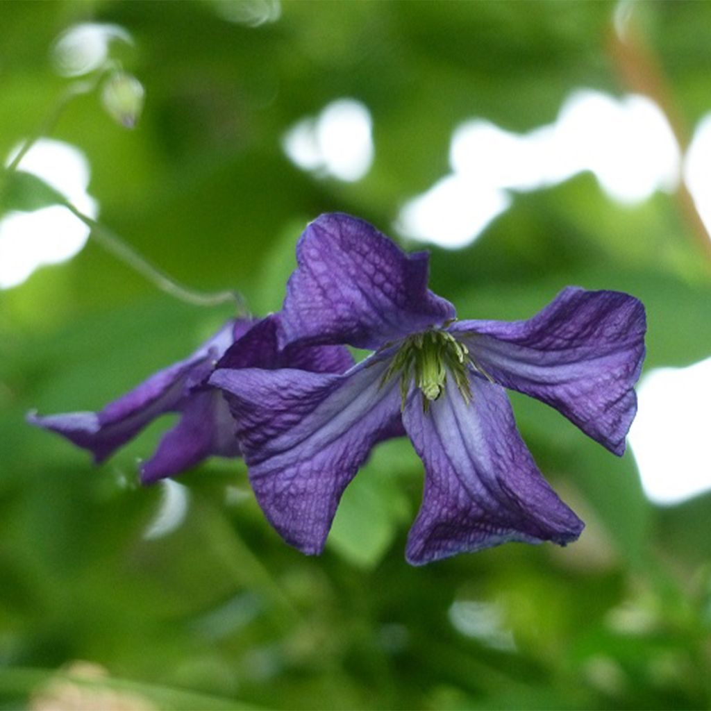 Clematis viticella - Waldrebe