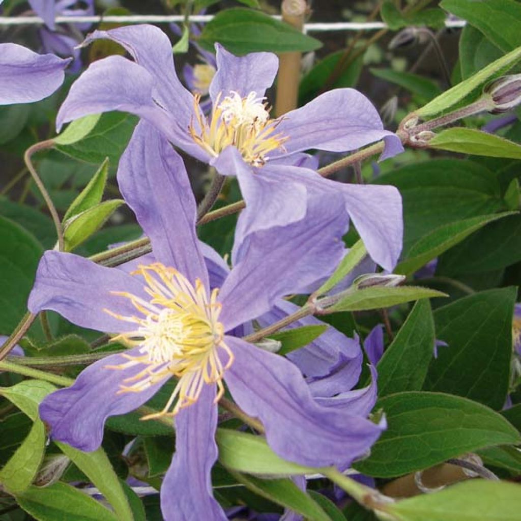 Waldrebe Juuli - Clematis