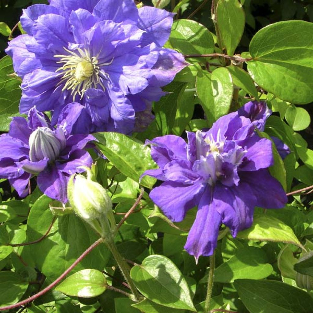 Waldrebe Kiri Te Kanawa - Clematis