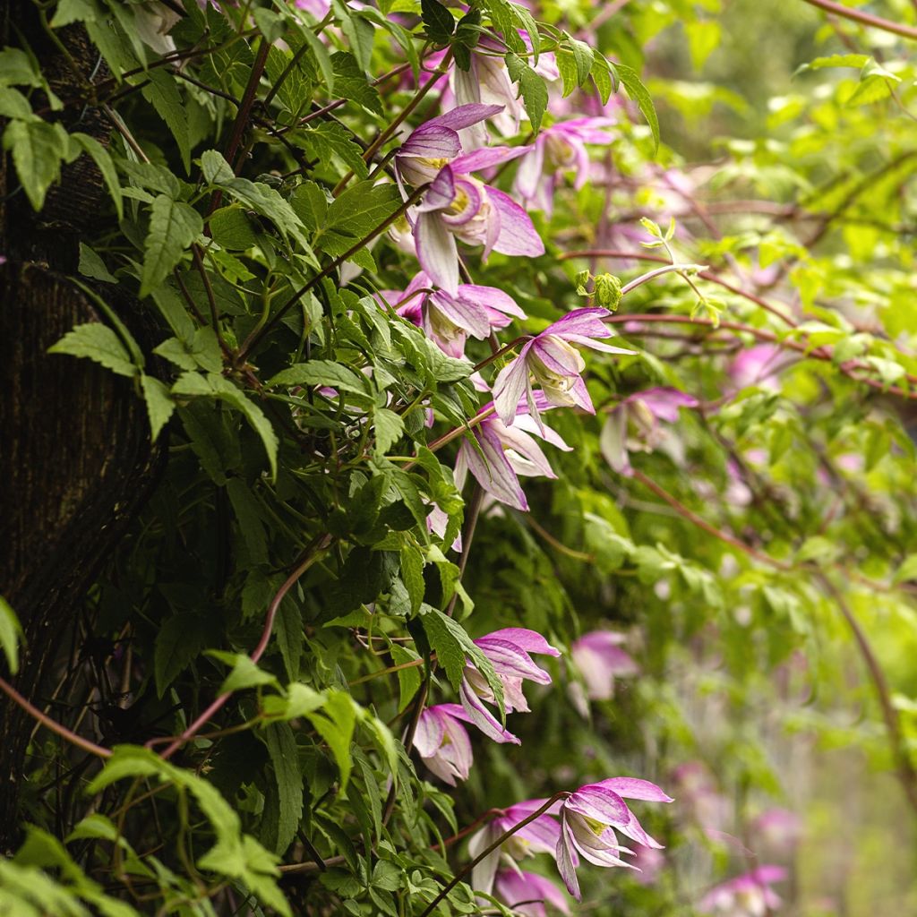 Waldrebe Willy - Clematis macropetala