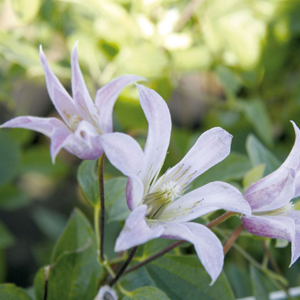 Clématite - Clematis texensis Mienie Belle