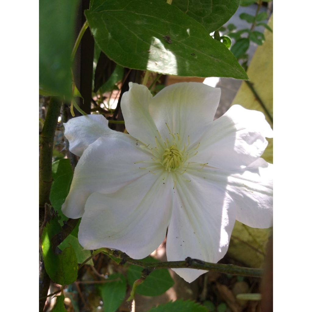 Waldrebe Mme Lecoultre - Clematis