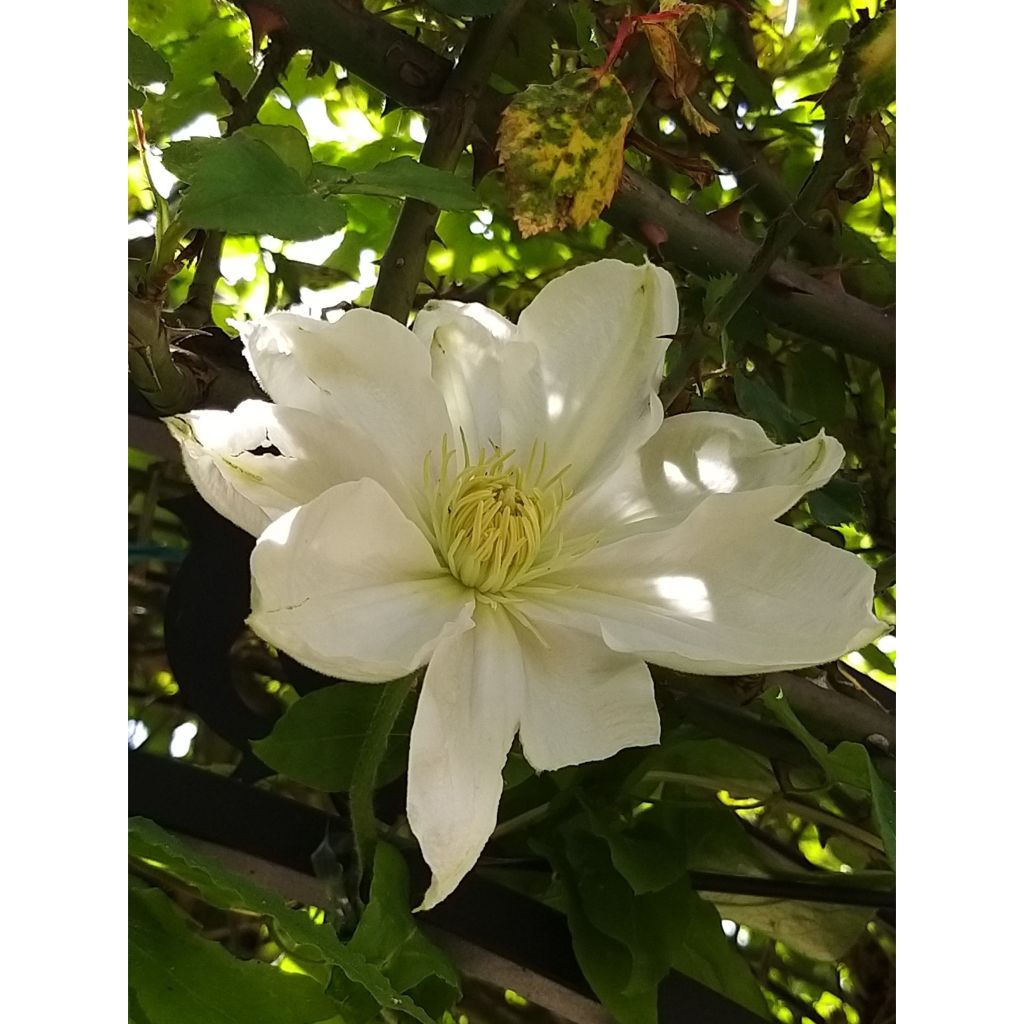 Waldrebe Mme Lecoultre - Clematis