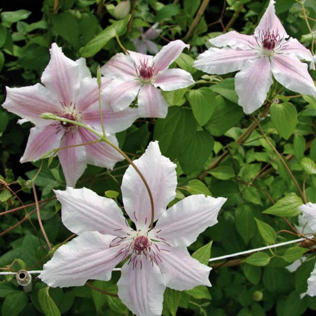 Clématite - Clematis Parasol