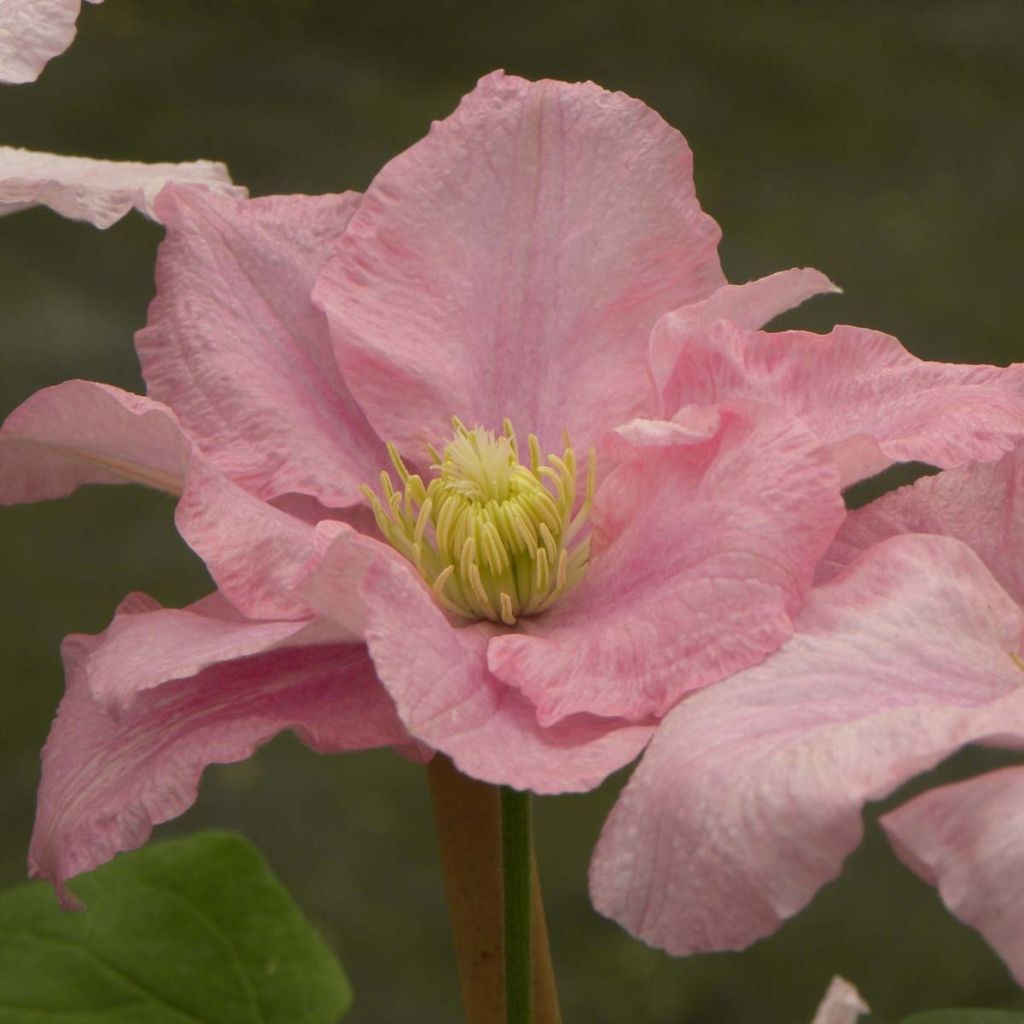 Waldrebe Pink Celebration - Clematis