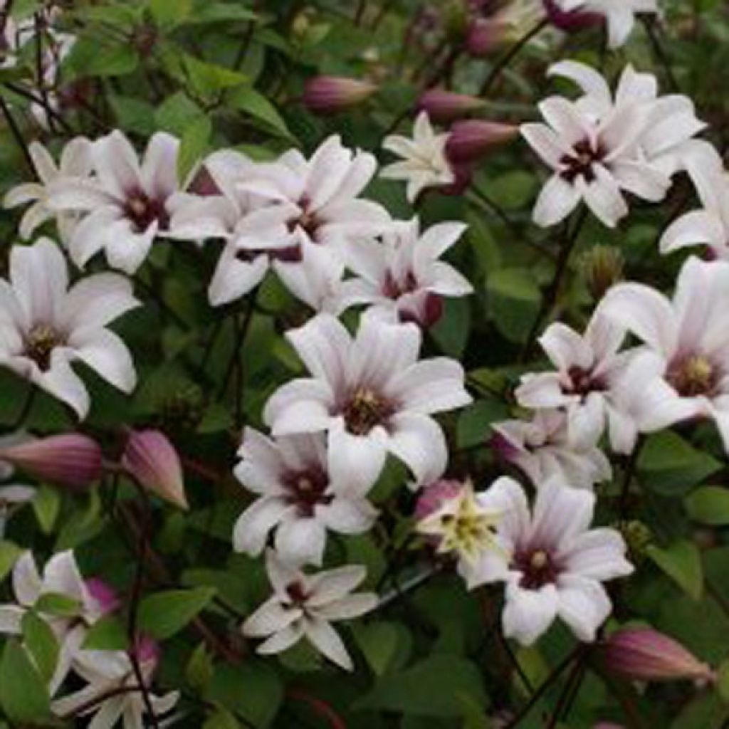 Clematis texensis Princess Kate - Texas-Waldrebe