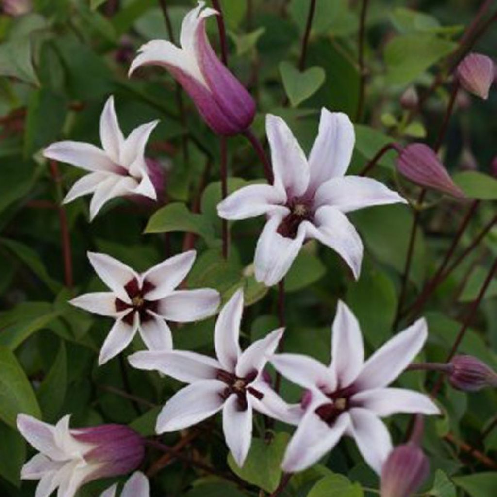 Clematis texensis Princess Kate - Texas-Waldrebe