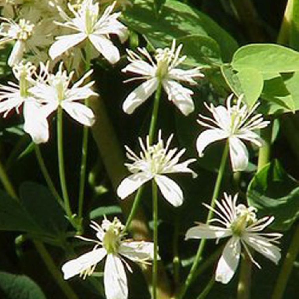 Clematis recta Purpurea - Waldrebe