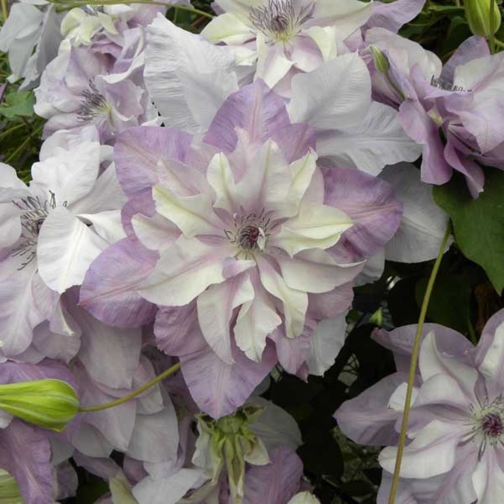 Waldrebe Reflections - Clematis