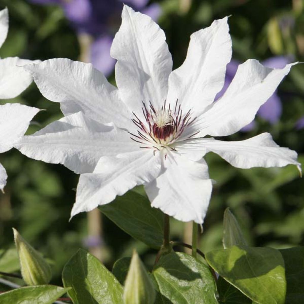 Clématite - Clematis Snow Queen