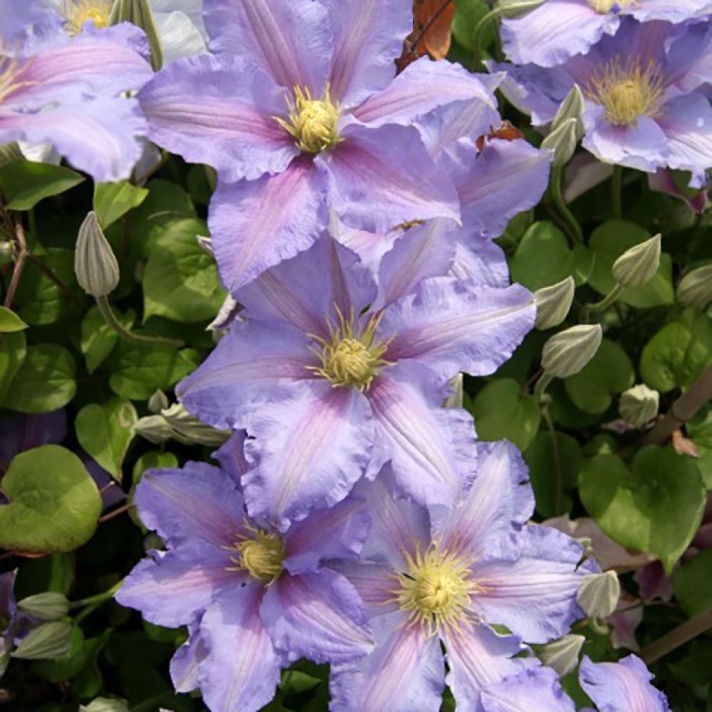 Waldrebe Spotlight - Clematis