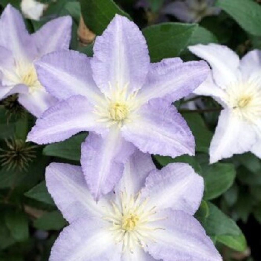 Waldrebe Spotlight - Clematis