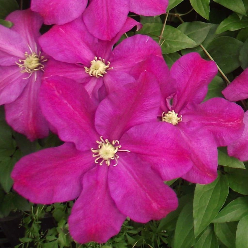 Waldrebe Sunset - Clematis