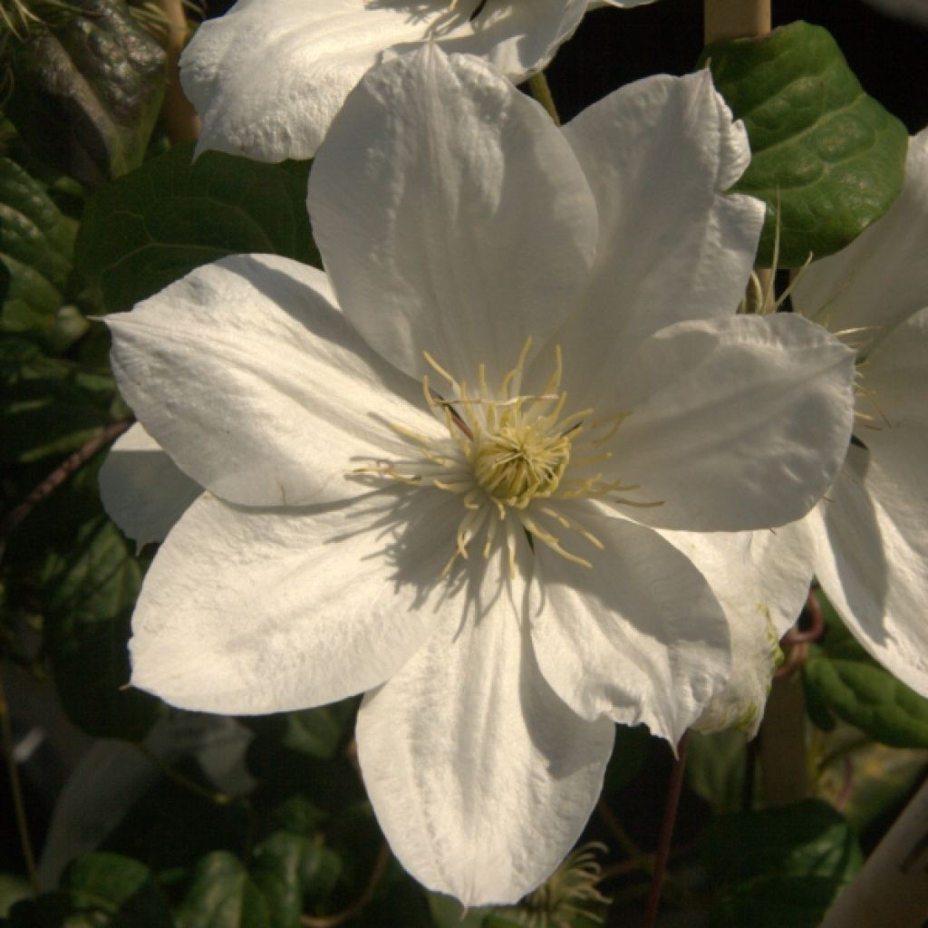 Waldrebe The Bride - Clematis