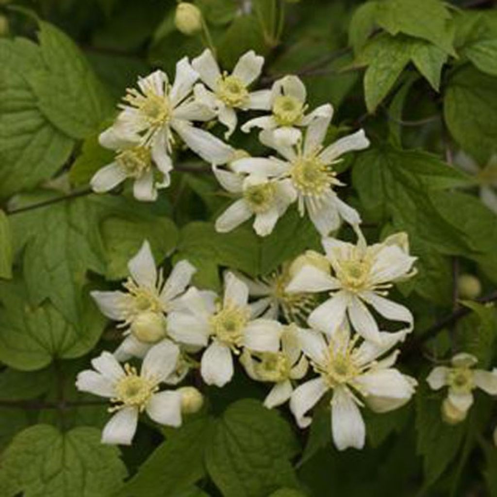 Clematis vitalba Trichotoma - Gewöhnliche Waldrebe