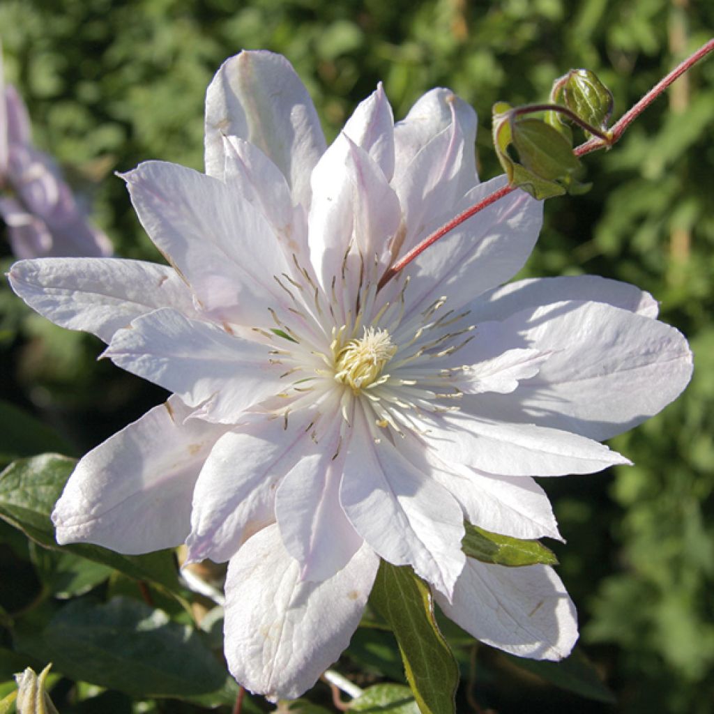 Waldrebe Violet Elisabeth - Clematis