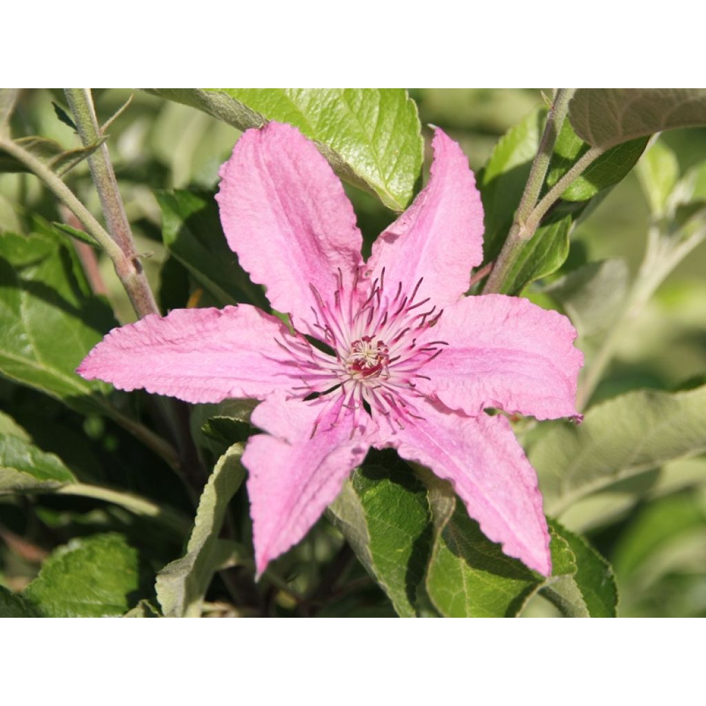 Waldrebe Hagley hybride - Clematis