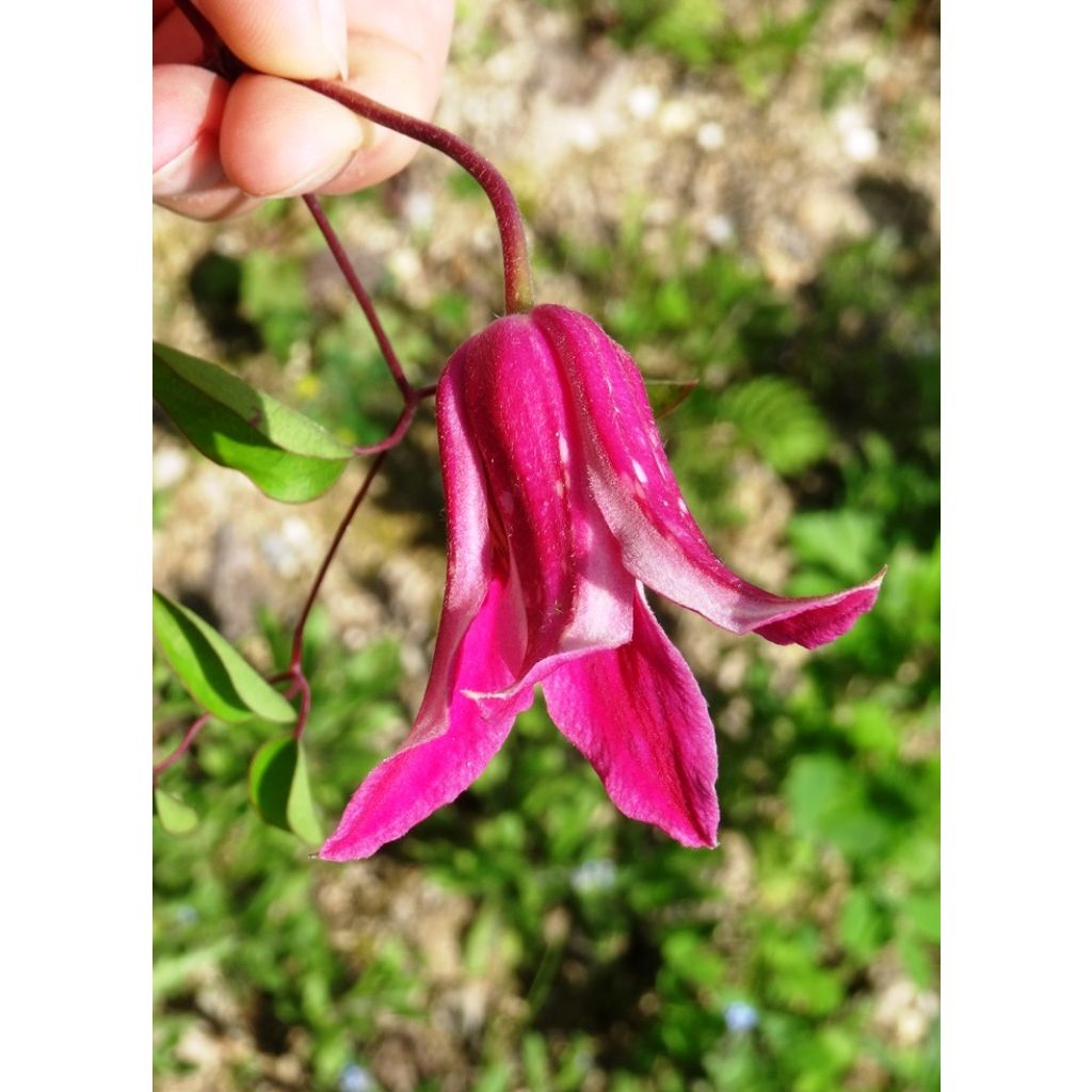 Clematis texensis Princess Diana - Texas-Waldrebe