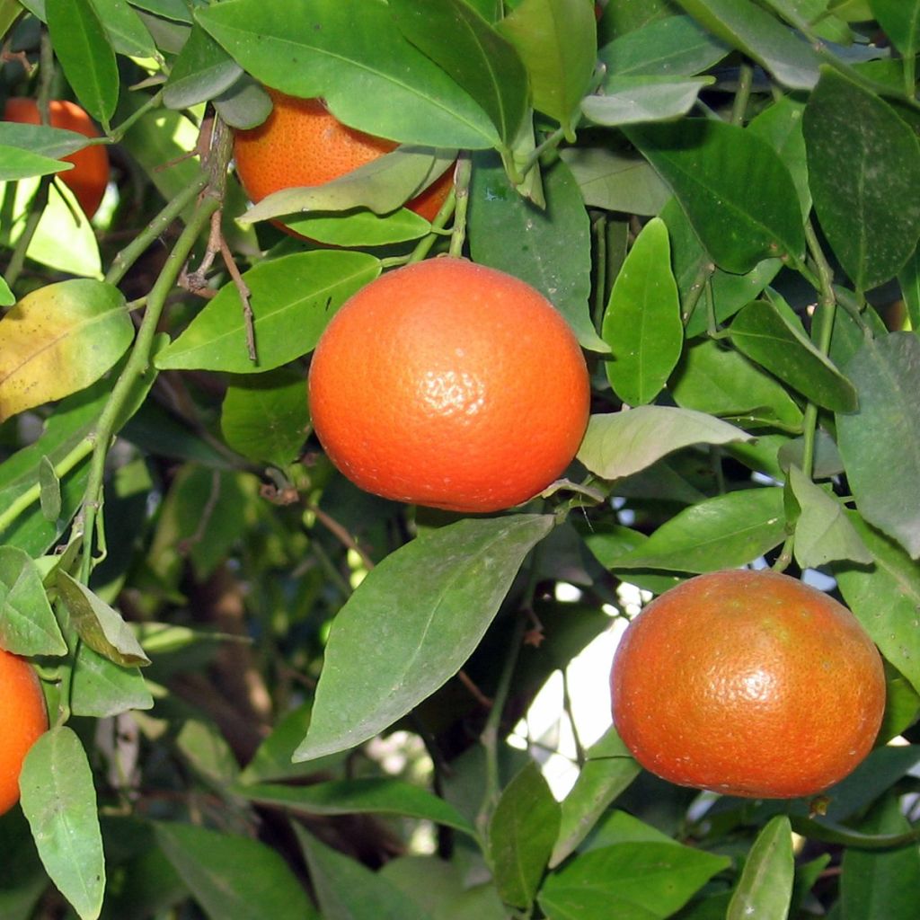 Clementinenbaum Clémentine - Citrus x clementina