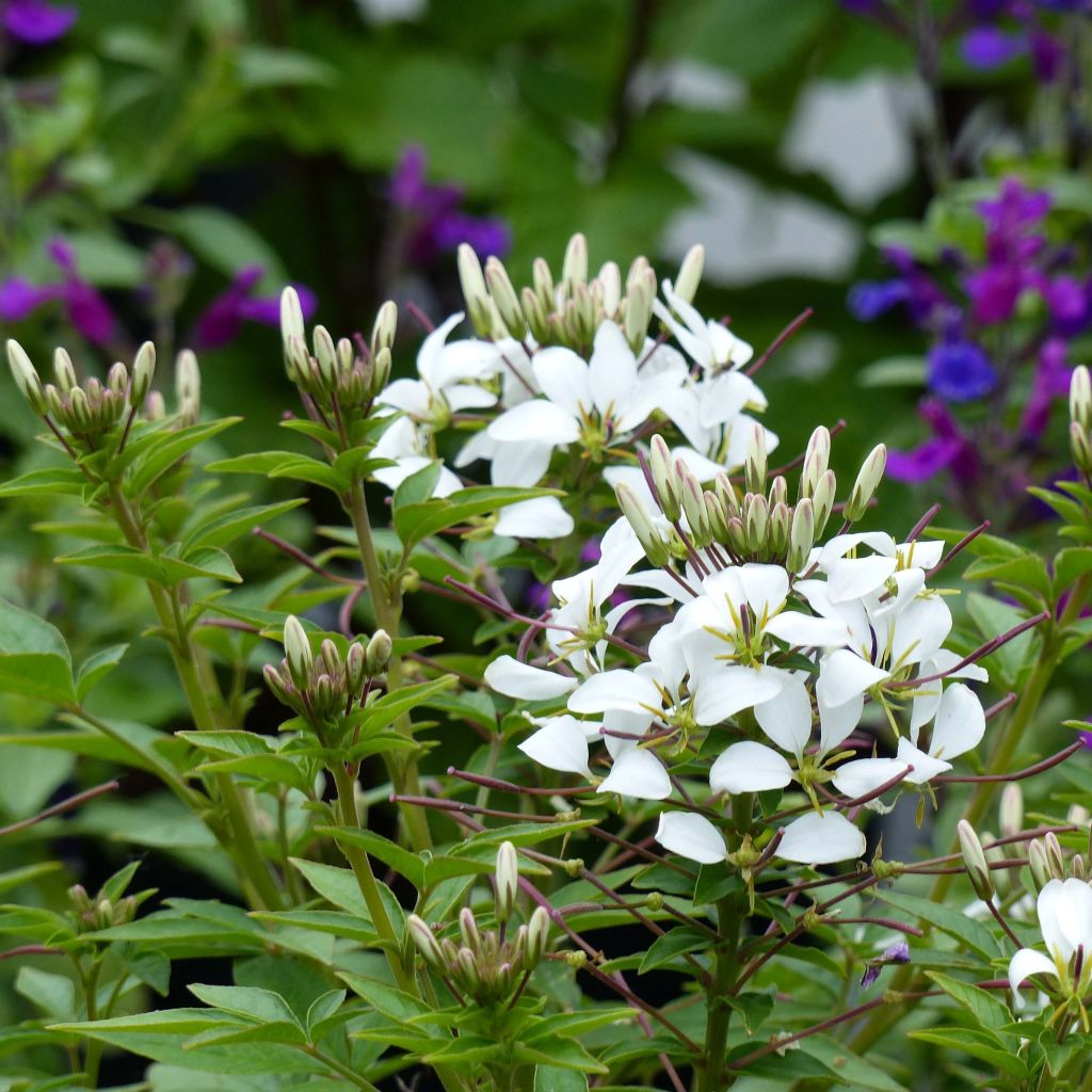 Spinnenpflanze Senorita Blanca - Cleome