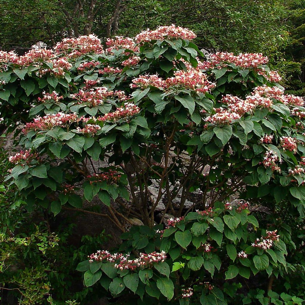 Japanischer Losbaum - Clerodendrum trichotomum