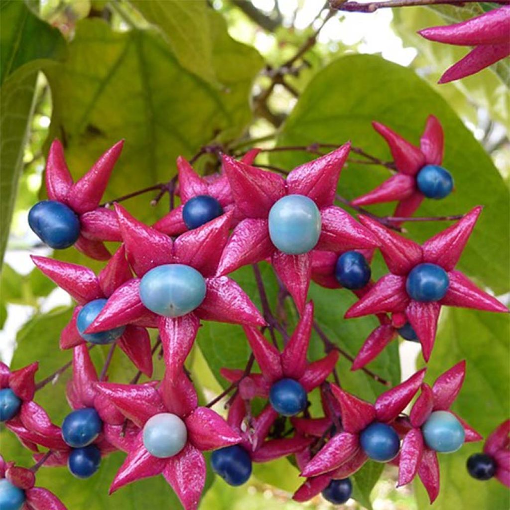 Japanischer Losbaum - Clerodendrum trichotomum