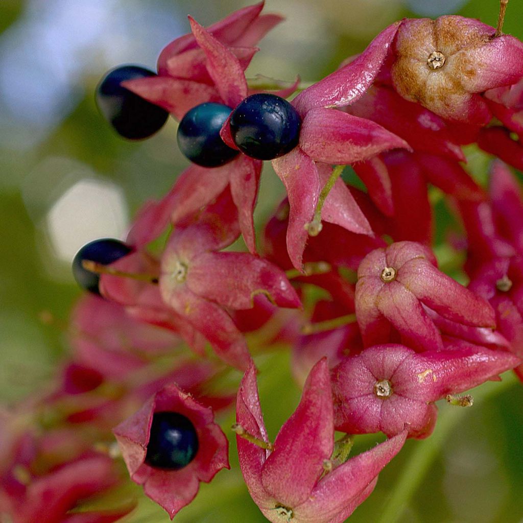 Japanischer Losbaum - Clerodendrum trichotomum