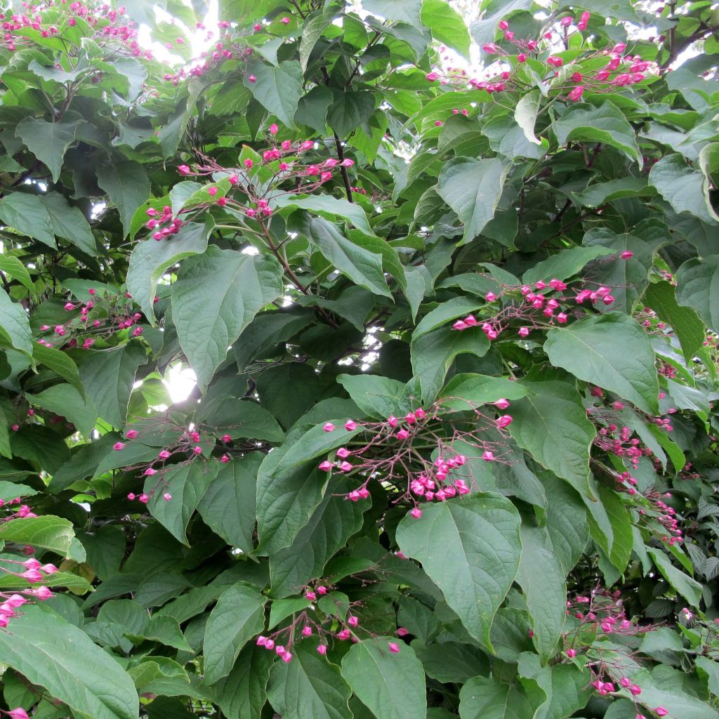 Japanischer Losbaum - Clerodendrum trichotomum