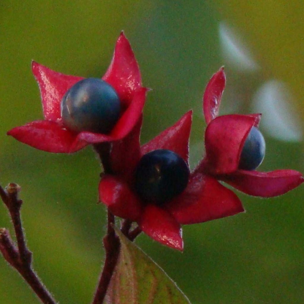 Japanischer Losbaum - Clerodendrum trichotomum