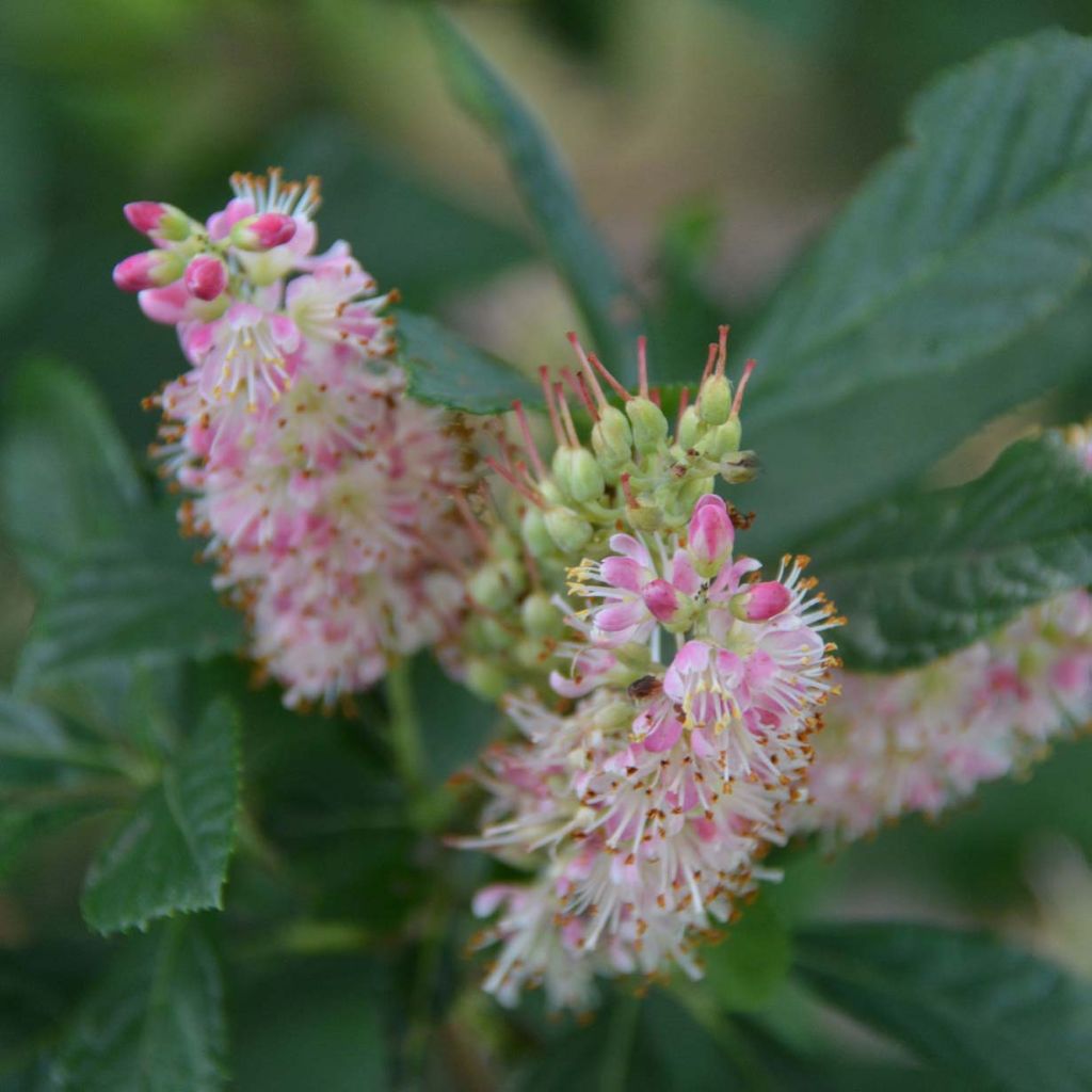 Clethra alnifolia Ruby Spice - Scheineller