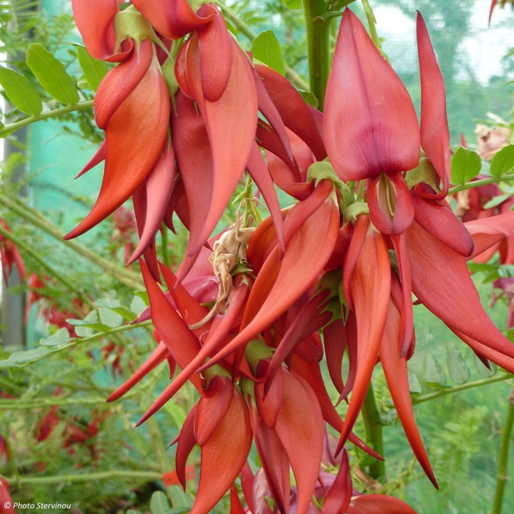 Clianthus puniceus Kaka King - Ruhmesblume