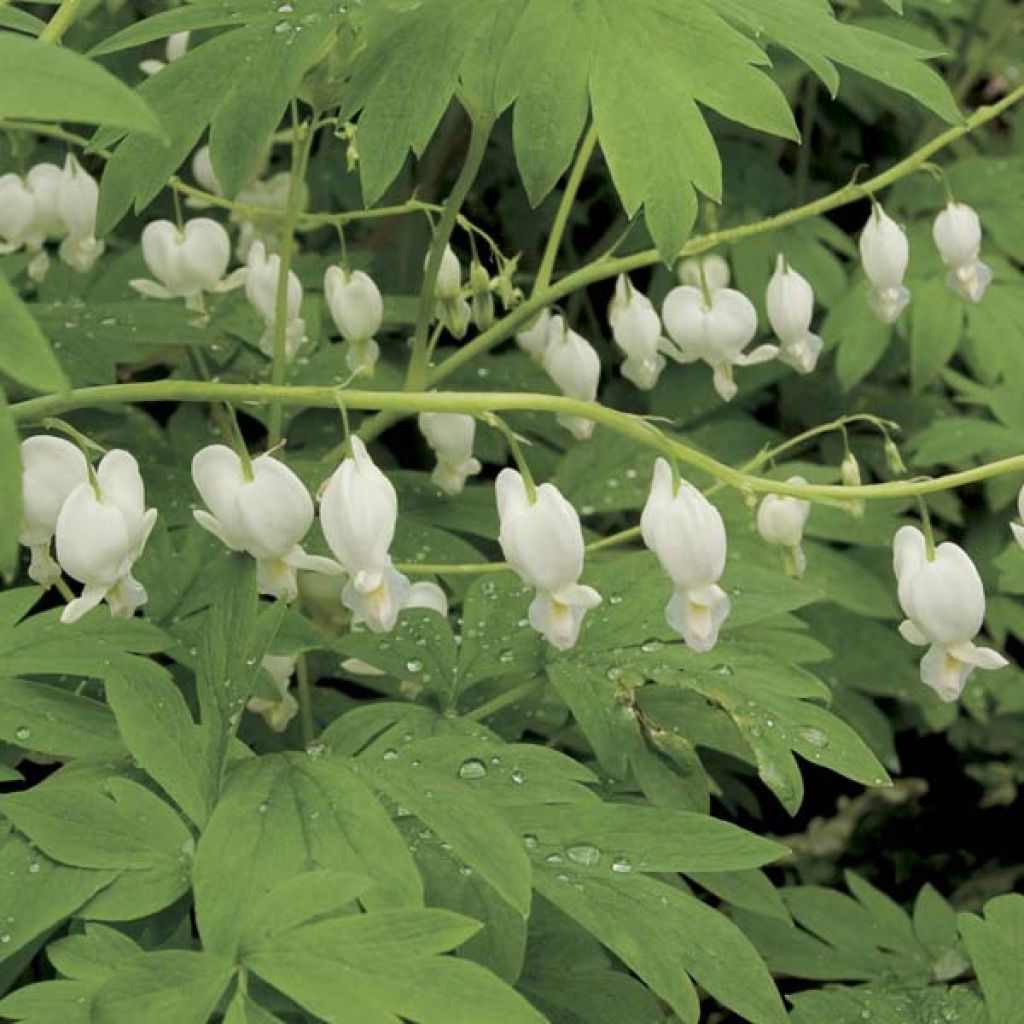 Dicentra spectabilis Alba - Tränendes Herz