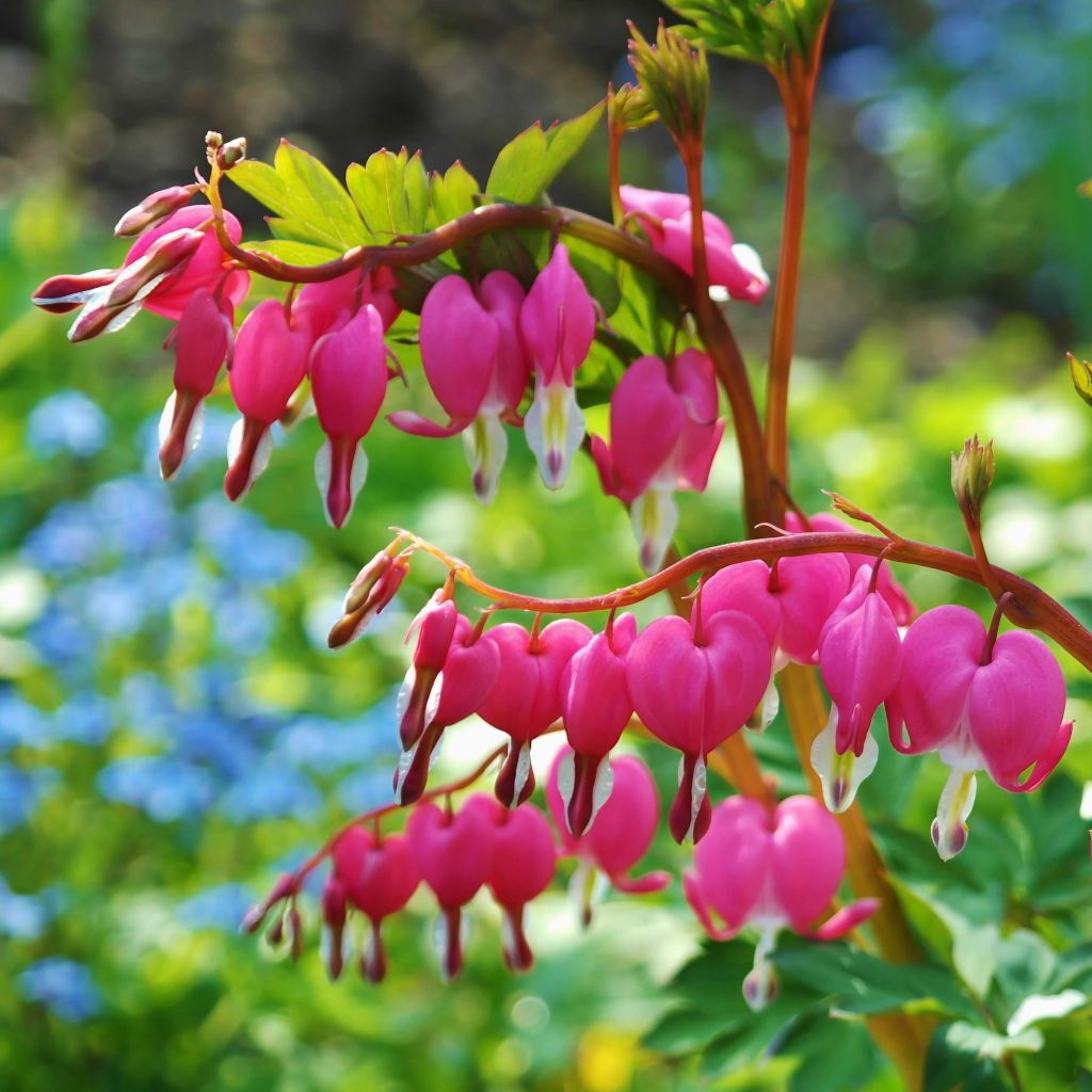 Dicentra spectabilis - Tränendes Herz