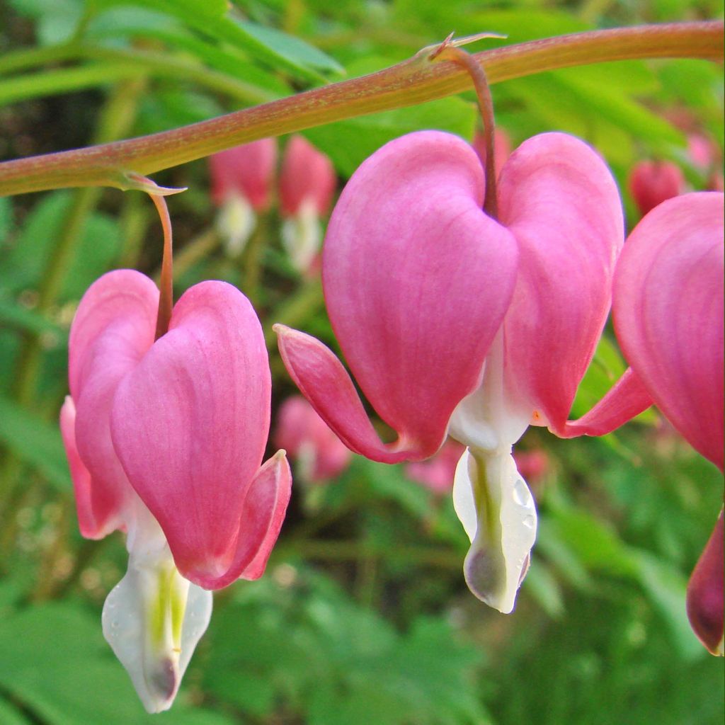 Dicentra spectabilis - Tränendes Herz