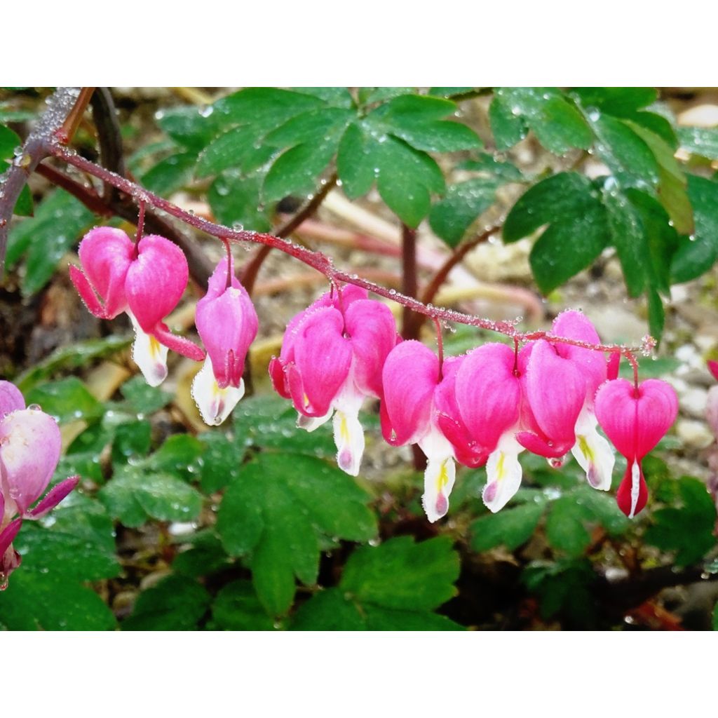 Dicentra spectabilis - Tränendes Herz